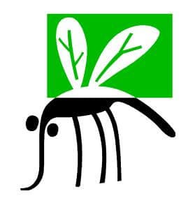 dirty swimming pools mosquitoes